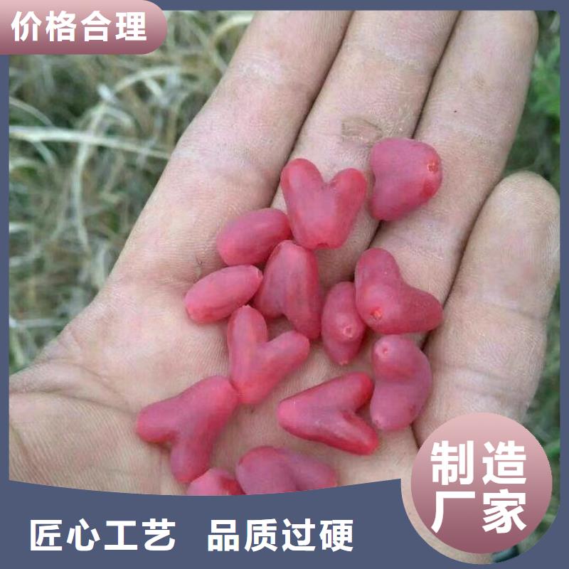 鸳鸯果苗当年结果树