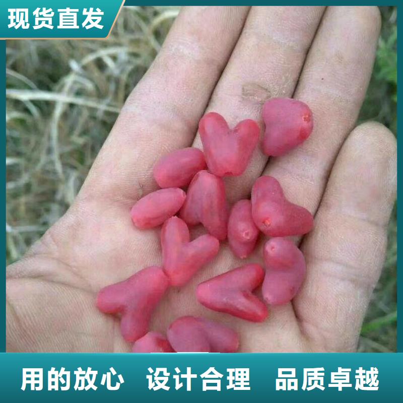 杈杷果树苗种植技术
