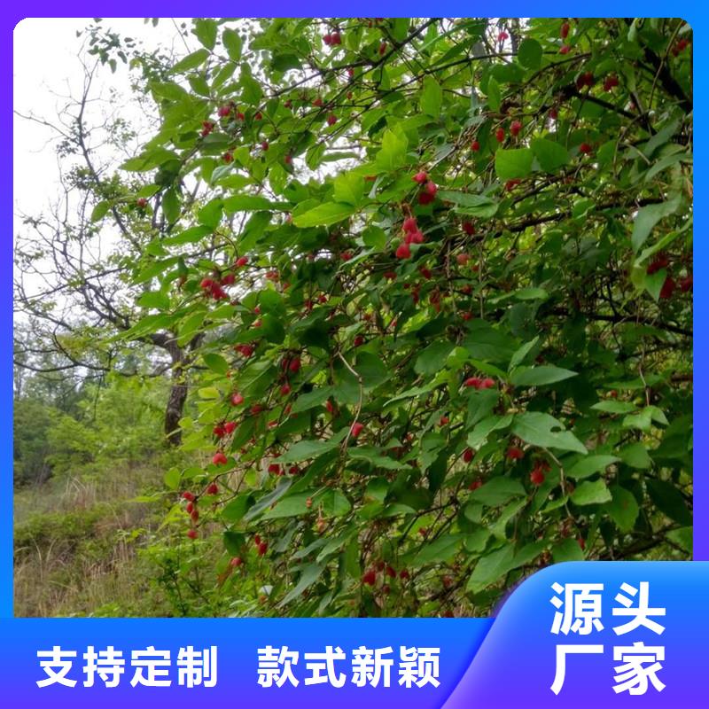 杈杷果树苗种植技术