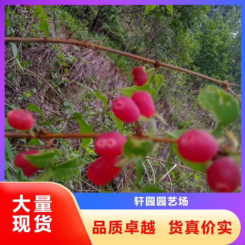 爱情果苗产量多少