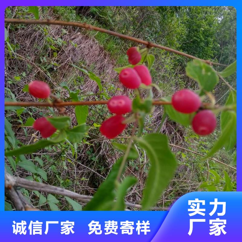 相思果苗种植技术