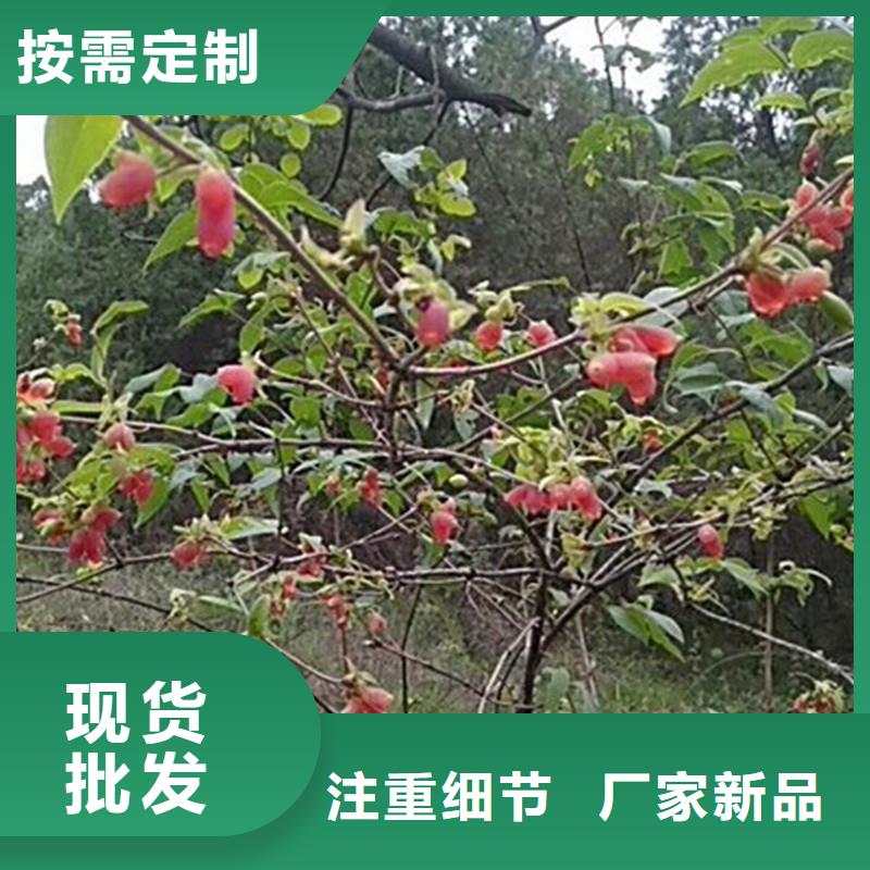 杈杷果苹果苗好货直销