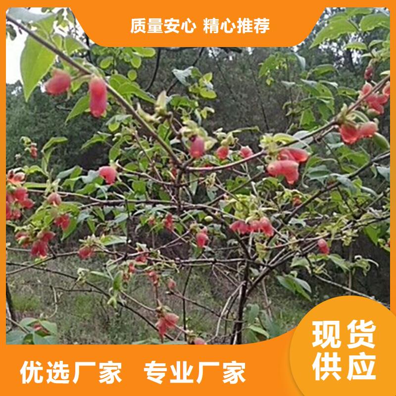 杈杷果【蓝莓苗】源头采购