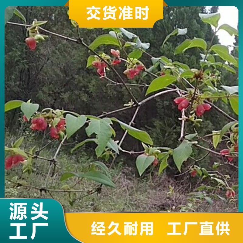 健身果苗一亩地多少棵