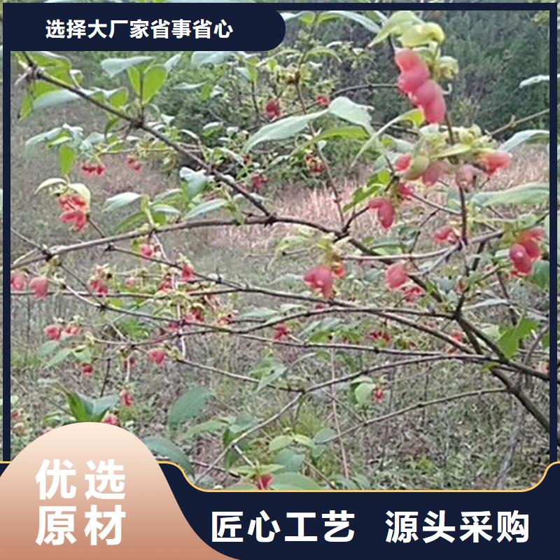 杈杷果苗经济效益