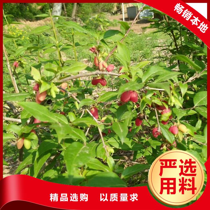 健身果苗一亩地多少棵