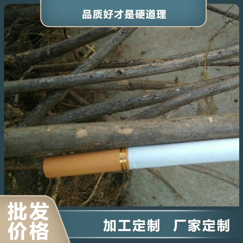 杈杷果苗种植管理技术