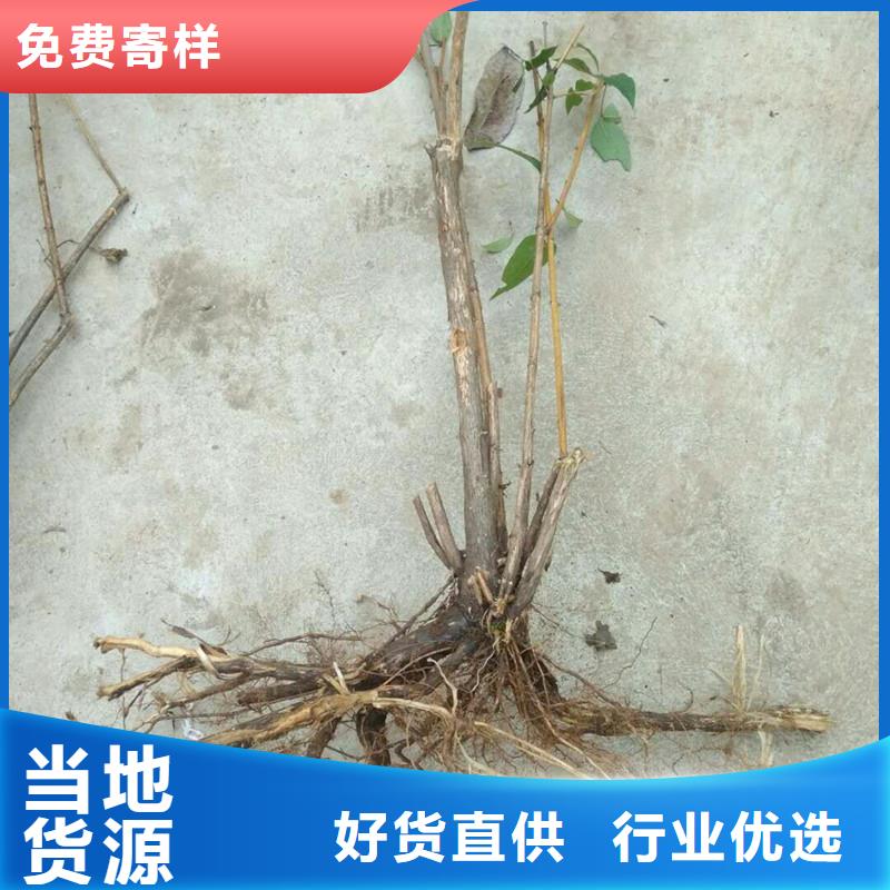 杈杷果,蓝莓苗支持定制
