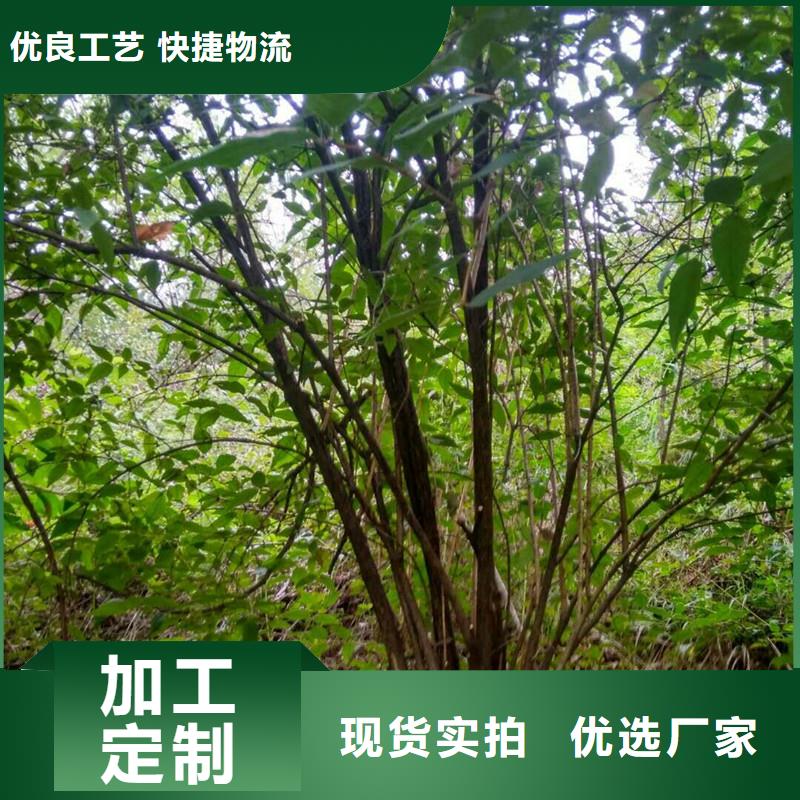 鸳鸯果苗现挖苗现发货