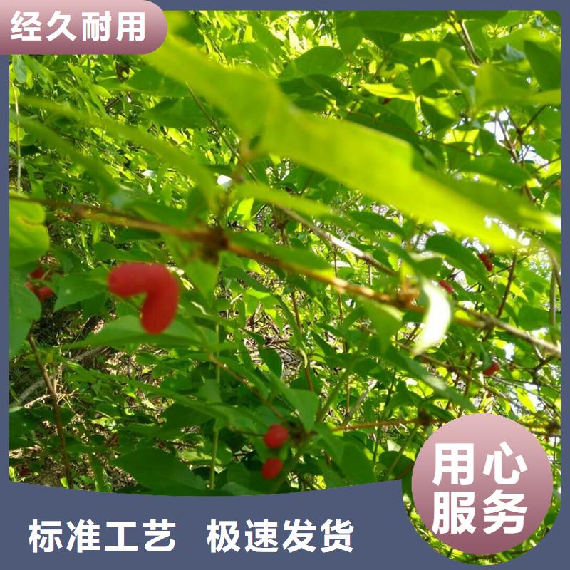 【杈杷果无花果苗实力才是硬道理】