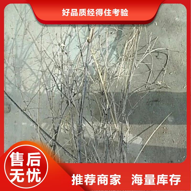 杈杷果蓝莓苗来电咨询
