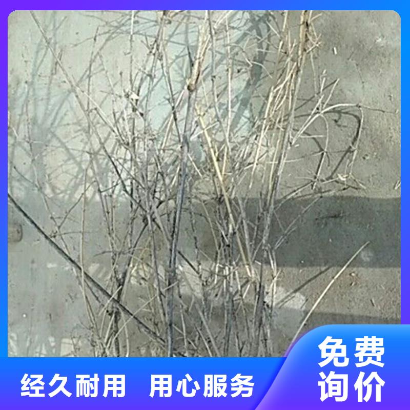 杈杷果樱桃苗一站式厂家