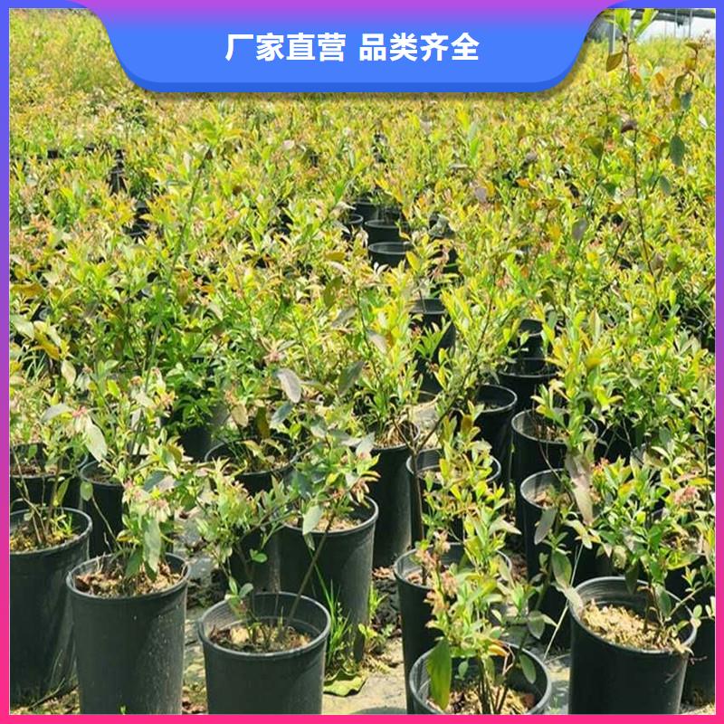 鸳鸯果苗现挖苗现发货