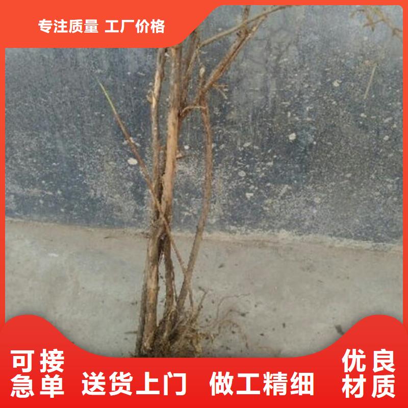 相思果苗当年结果树