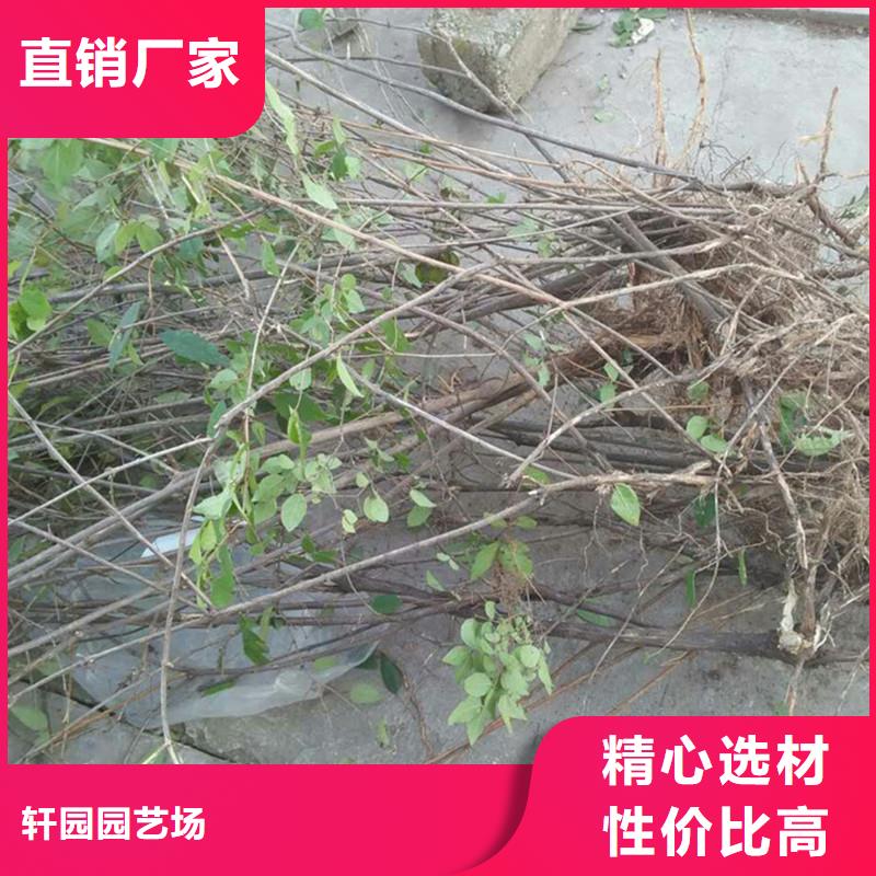 健身果苗根系发达