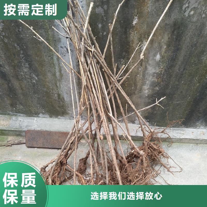 健身果苗一亩地多少棵