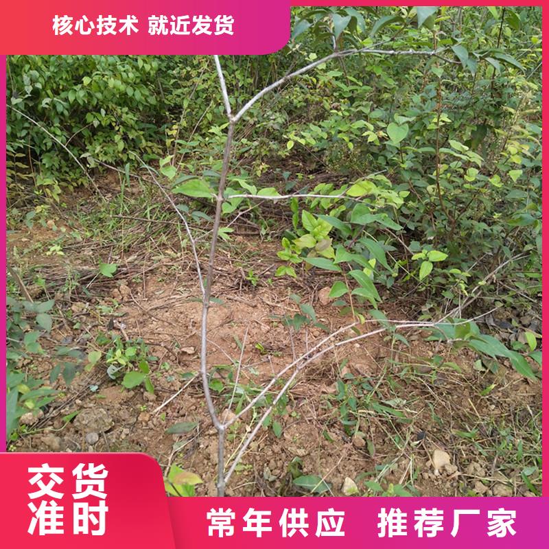 相思果苗种植技术