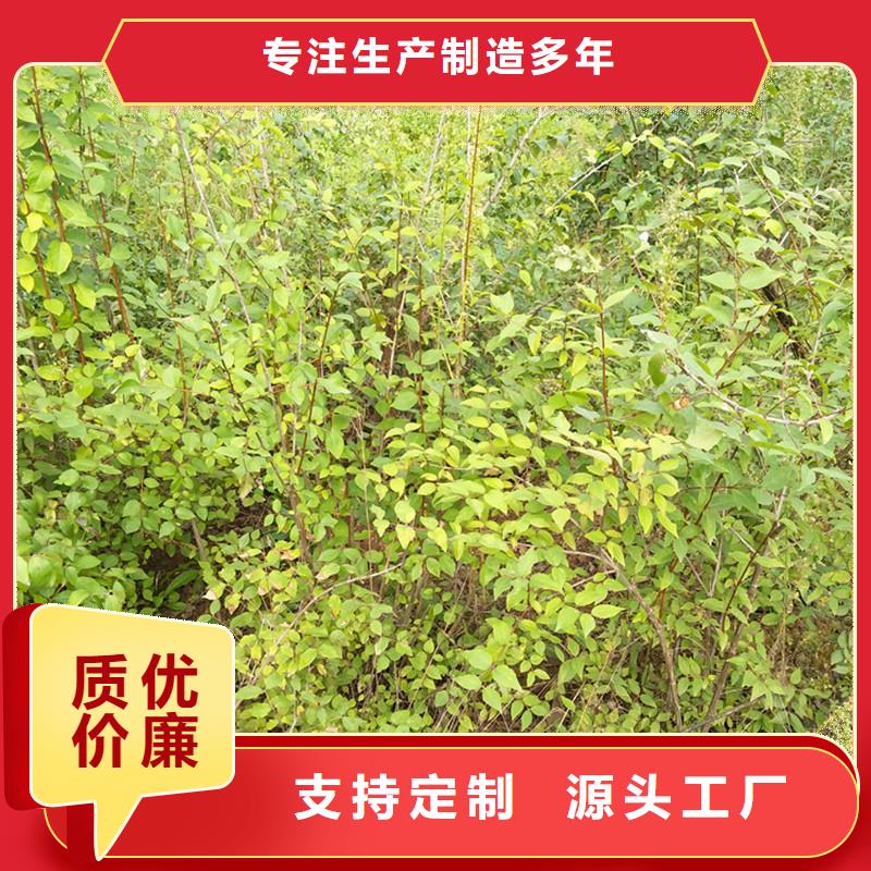 相思果苗适合种植地区