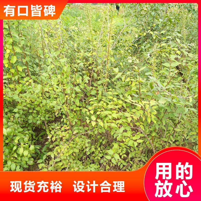 相思果苗种植技术