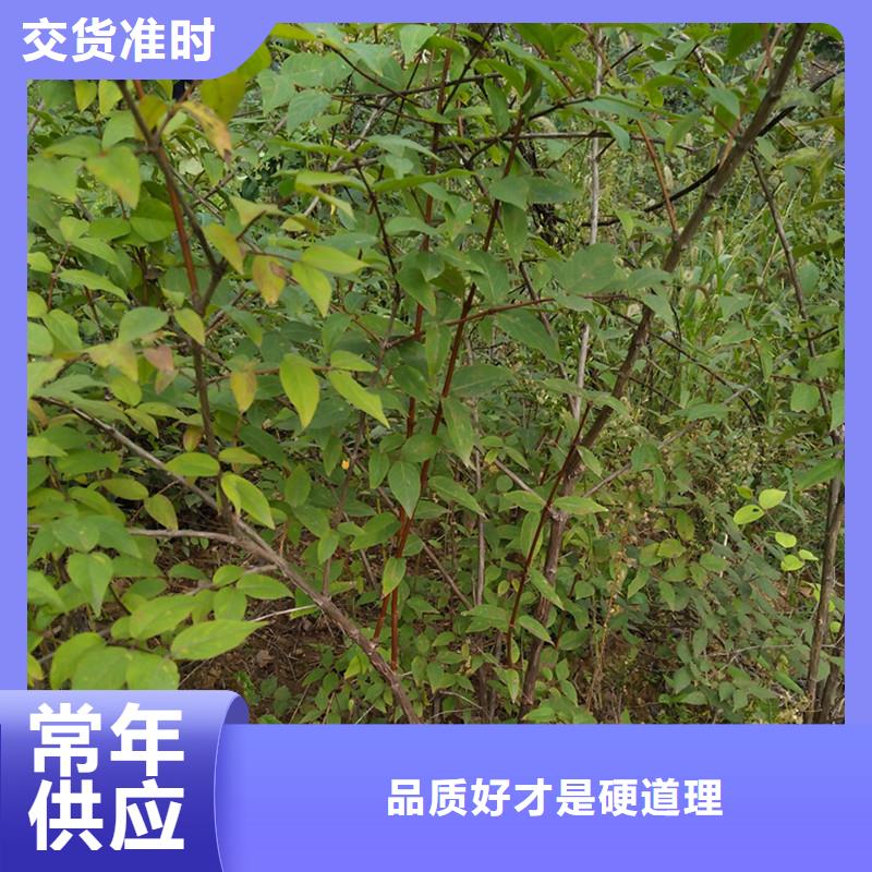 【轩园】苹果苗|凤庆|镇康|普洱|曲靖|迪庆|昆明|西双版纳【杈杷果】_玛瑙红石榴苗厂家货源实体厂家