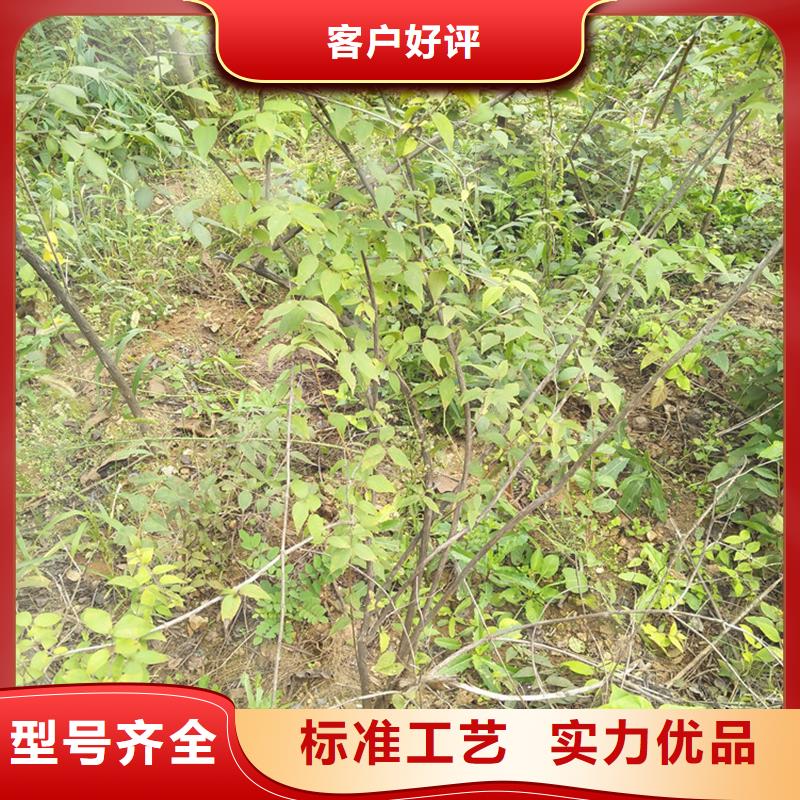 杈杷果苗经济效益