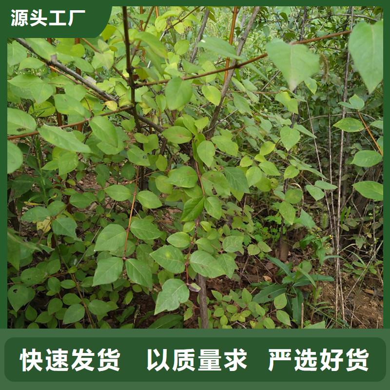 健身果苗根系发达