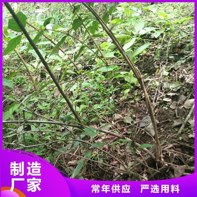 杈杷果樱桃苗厂家直发