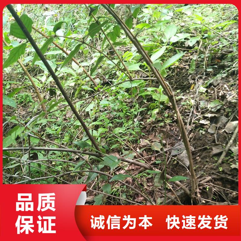 杈杷果樱桃苗一站式厂家