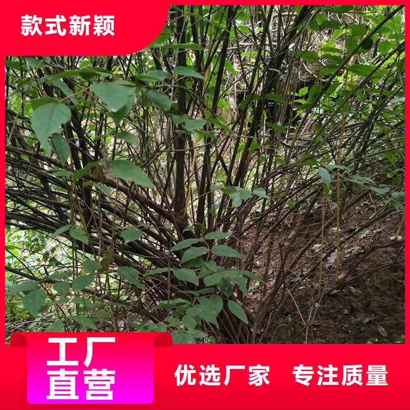 杈杷果苗经济效益