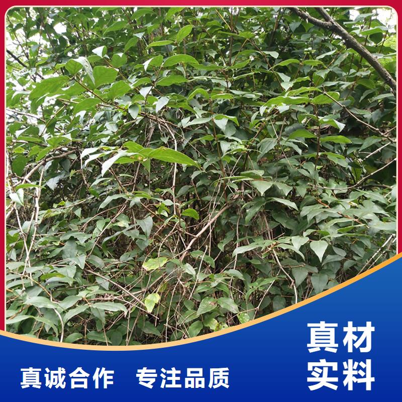 【杈杷果】苹果苗经验丰富品质可靠