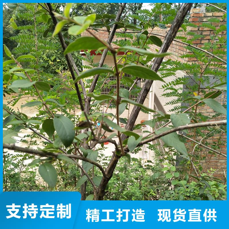 健身果苗根系发达