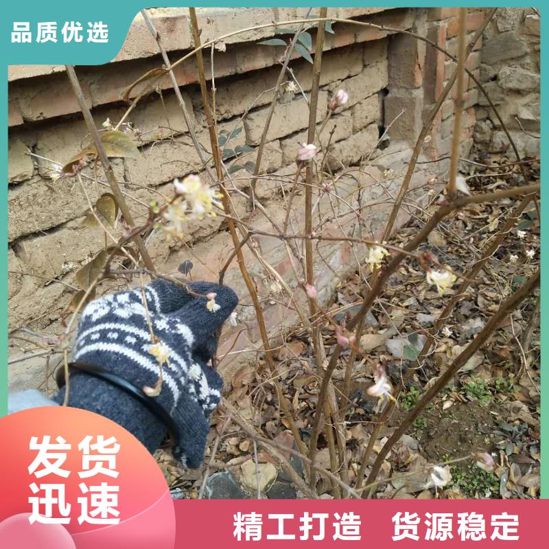 杈杷果苗质优价廉