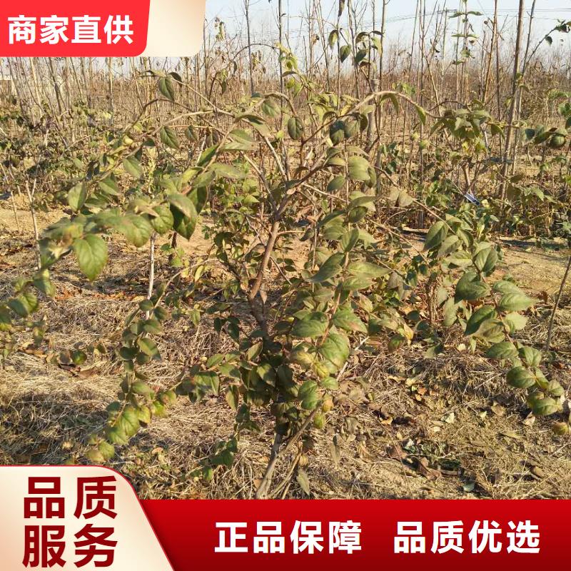 爱情果苗一亩地栽多少棵