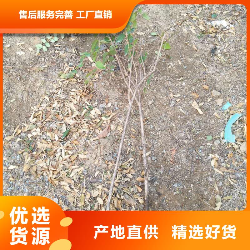 鸳鸯果苗当年结果树