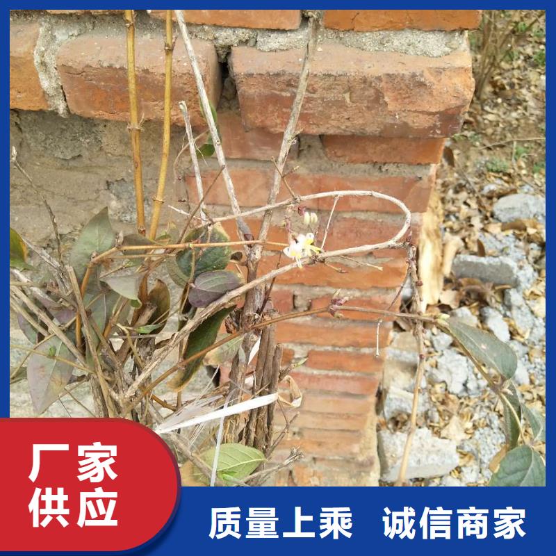 健身果苗一亩地多少棵