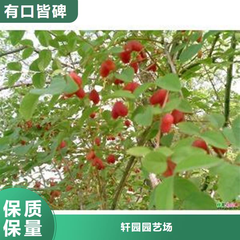 杈杷果苗种植管理技术