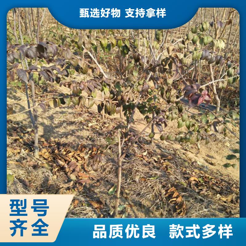 爱情果苗一亩地多少棵
