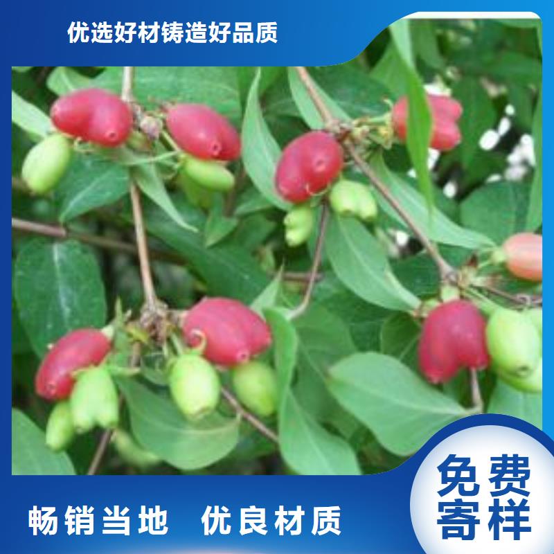 杈杷果【蓝莓苗】源头采购