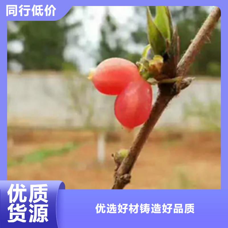 爱情果苗一亩地多少棵