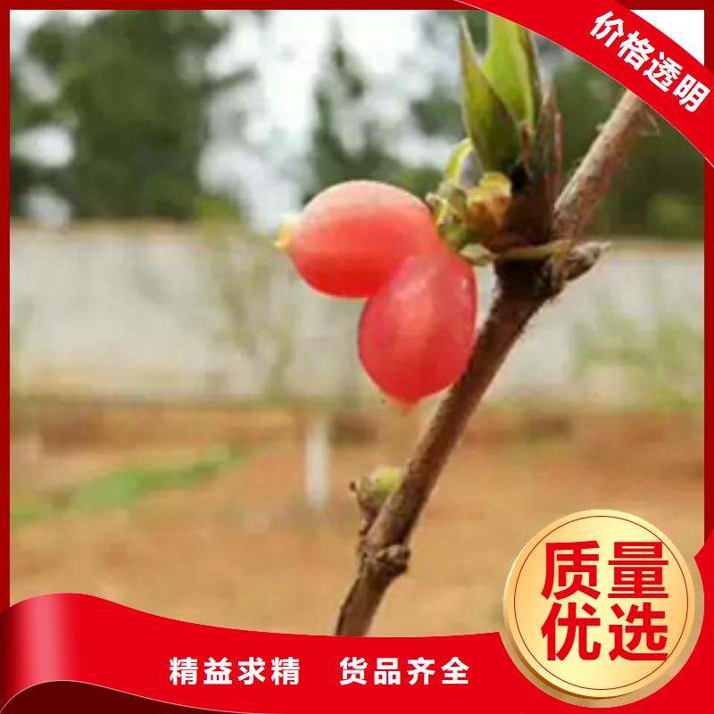 杈杷果_葡萄苗性能稳定