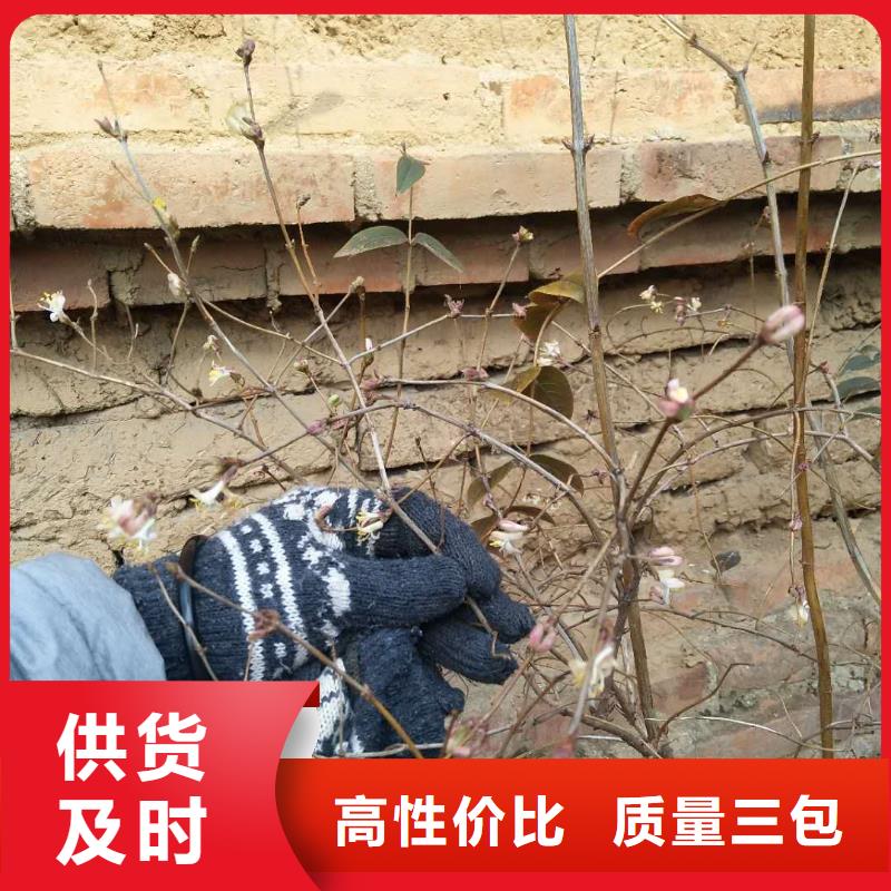 健身果苗根系发达