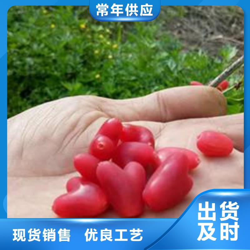 【轩园】苹果苗|凤庆|镇康|普洱|曲靖|迪庆|昆明|西双版纳【杈杷果】_玛瑙红石榴苗厂家货源实体厂家