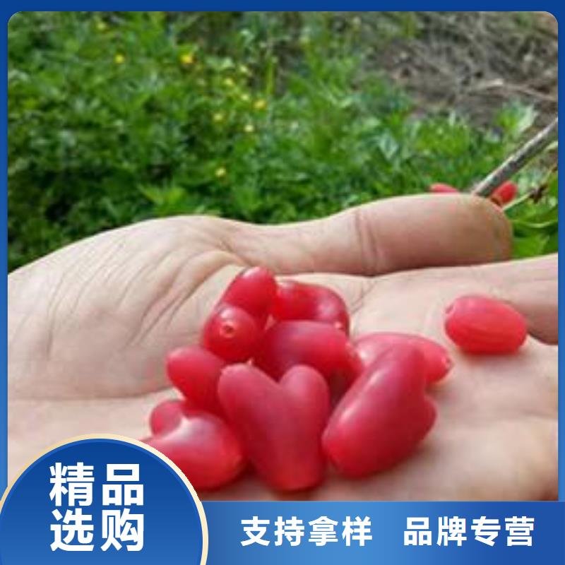 杈杷果苹果苗好货直销