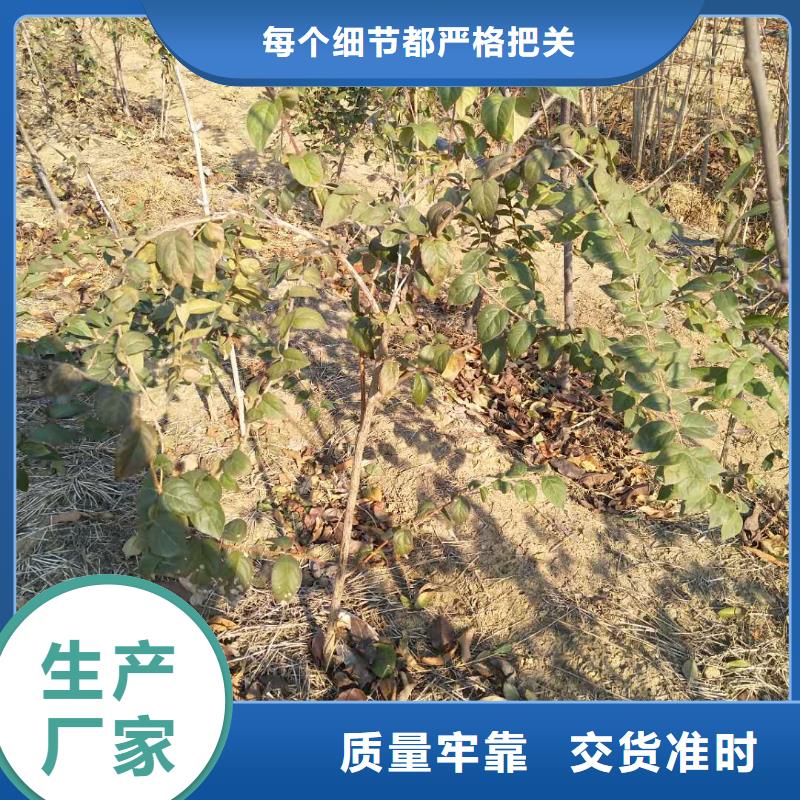 杈杷果草莓苗种类丰富