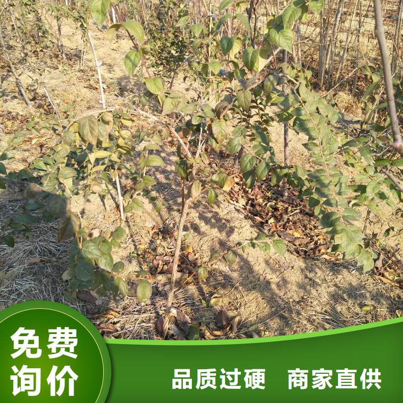杈杷果苗批发价格