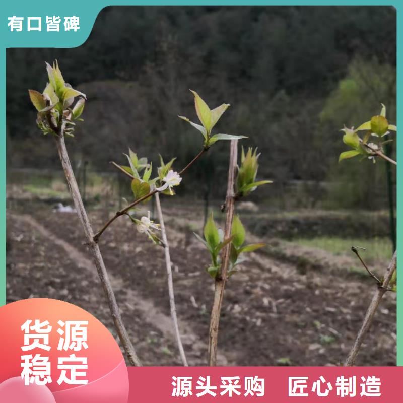 杈杷果樱桃苗一站式厂家