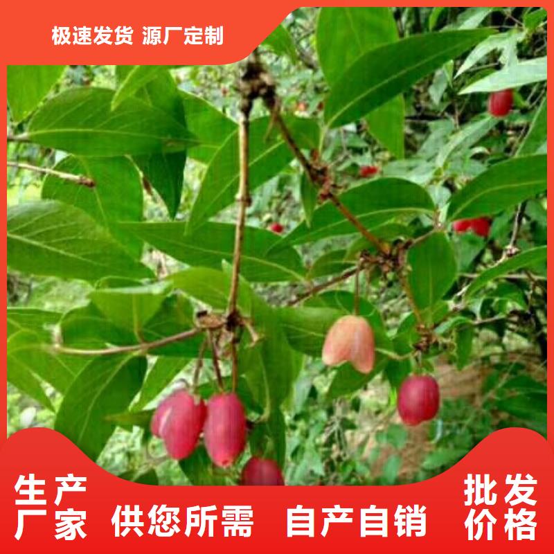 相思果苗当年结果树