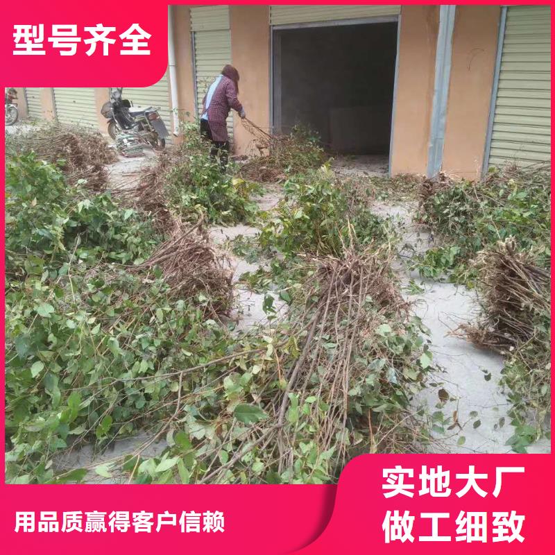 相思果苗种植技术