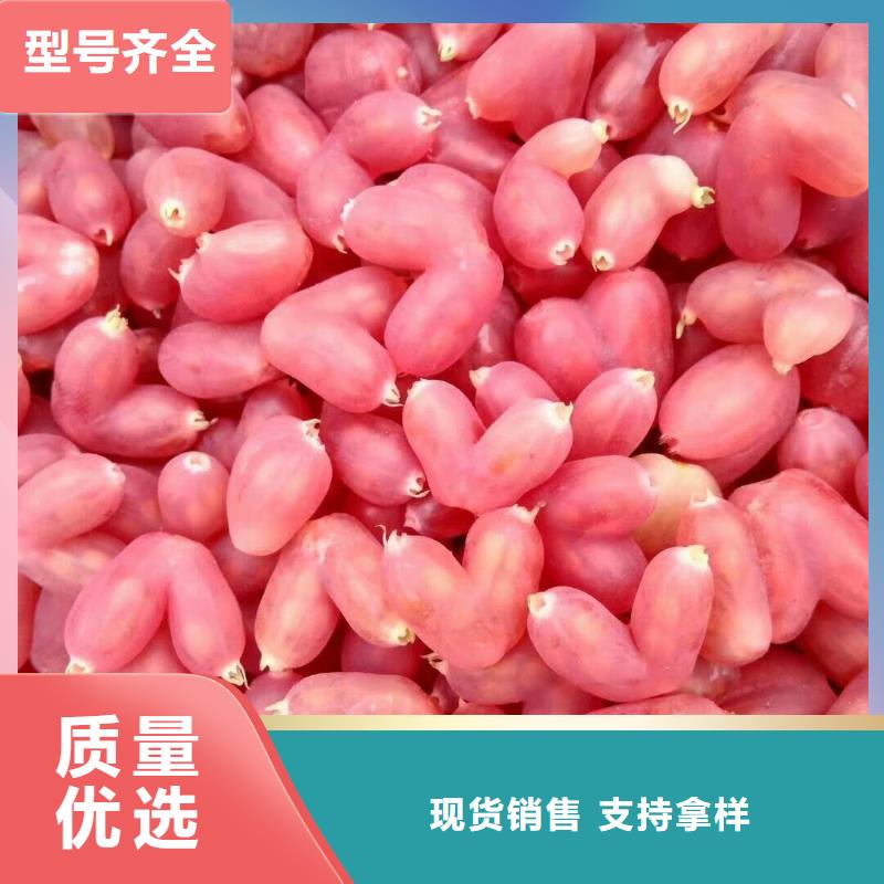 杈杷果苗种植管理技术