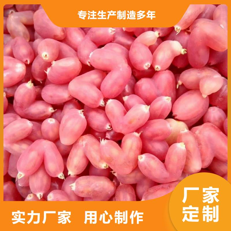 相思果苗适合种植地区